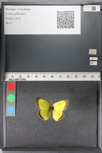Media type: image;   Entomology 119113